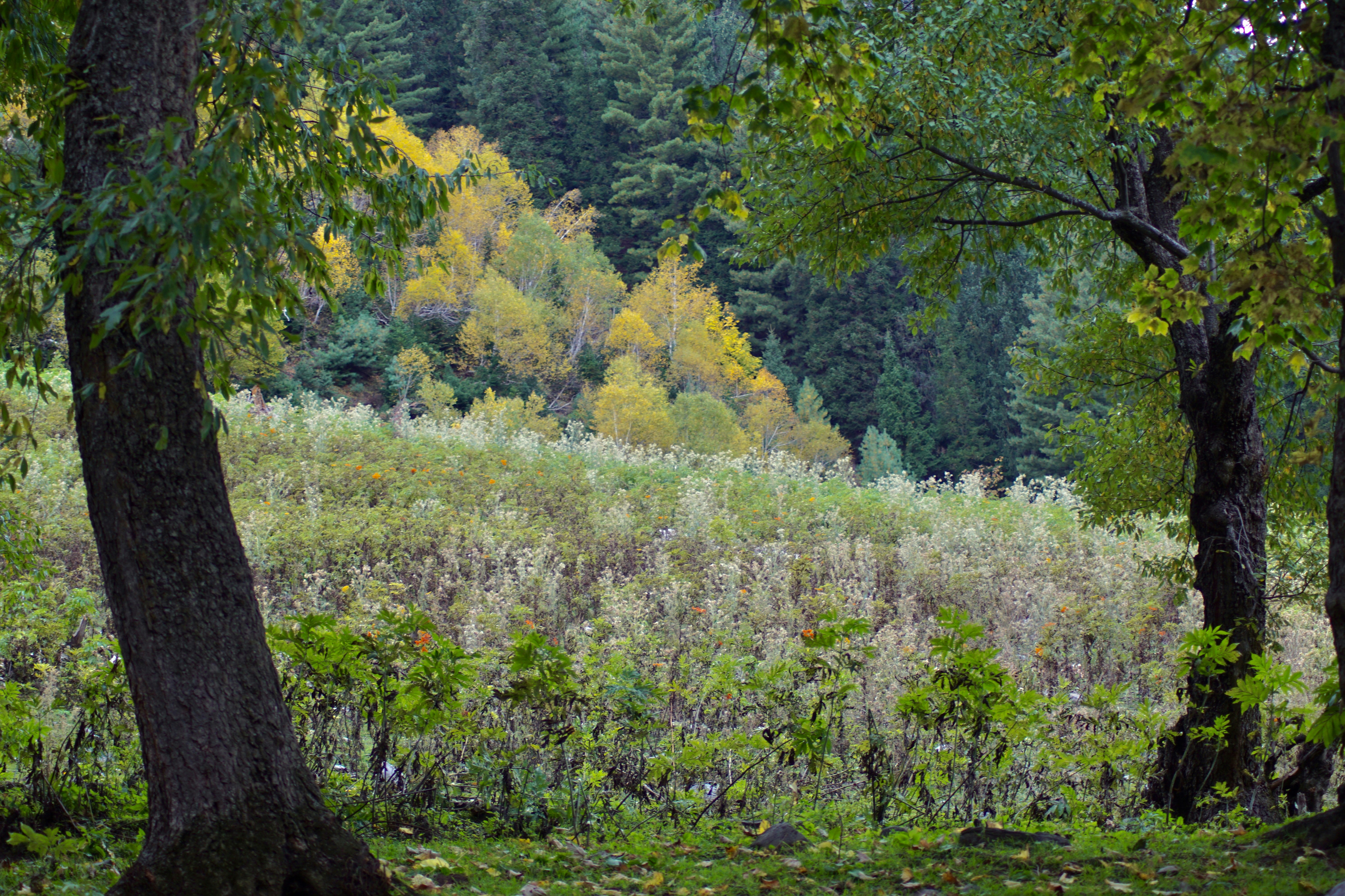 Una foresta piena di molti alberi accanto a un campo verde lussureggiante
