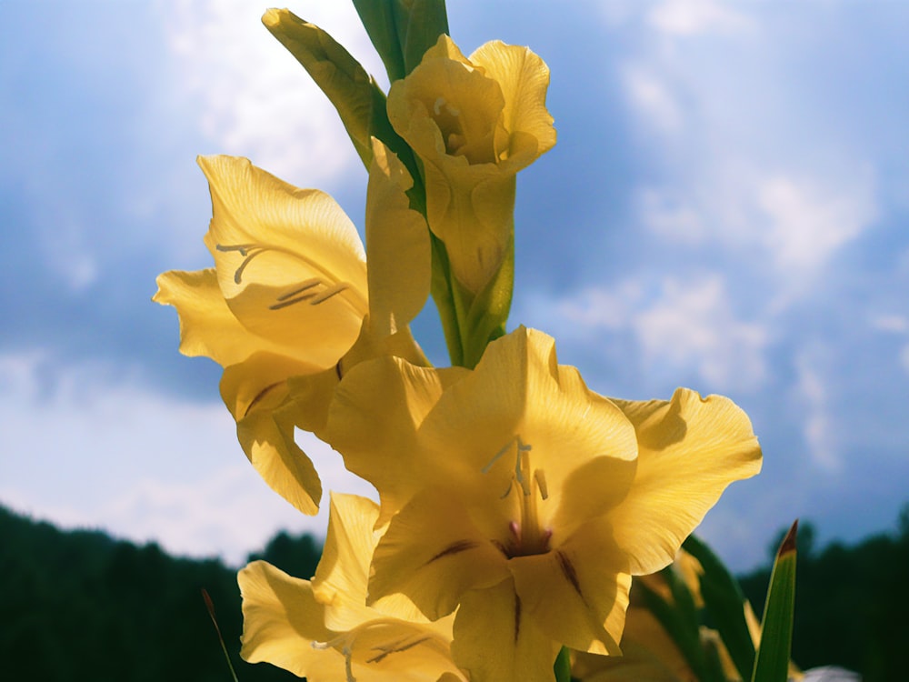 un gros plan d’une fleur jaune avec un ciel bleu en arrière-plan