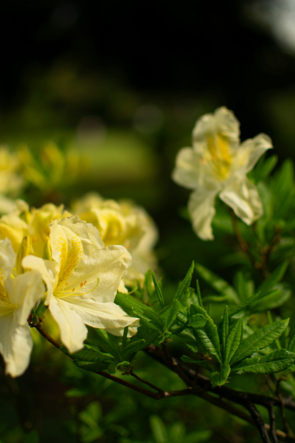 a close up of a bunch of yellow flowers