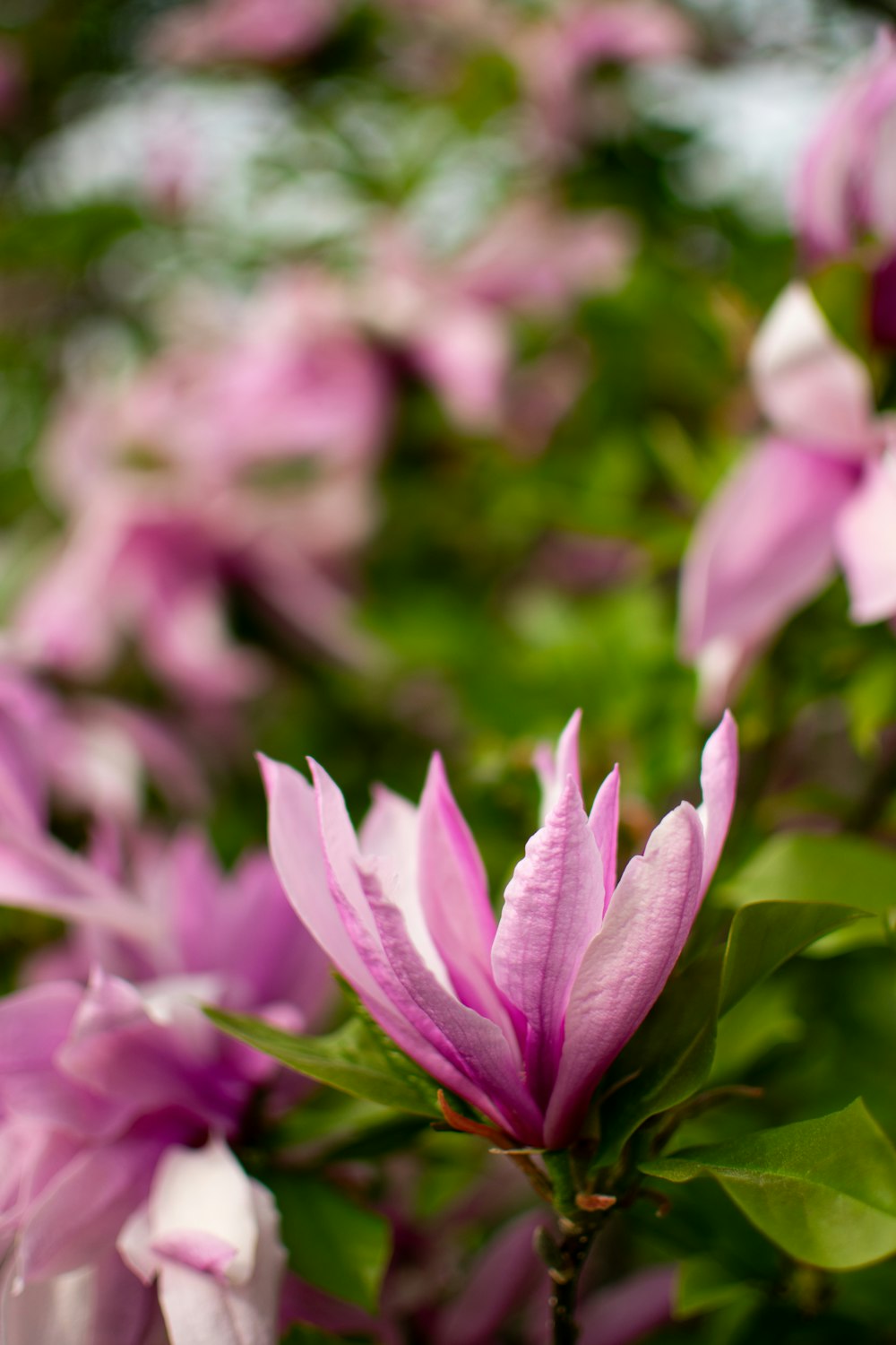 a close up of a bunch of pink flowers