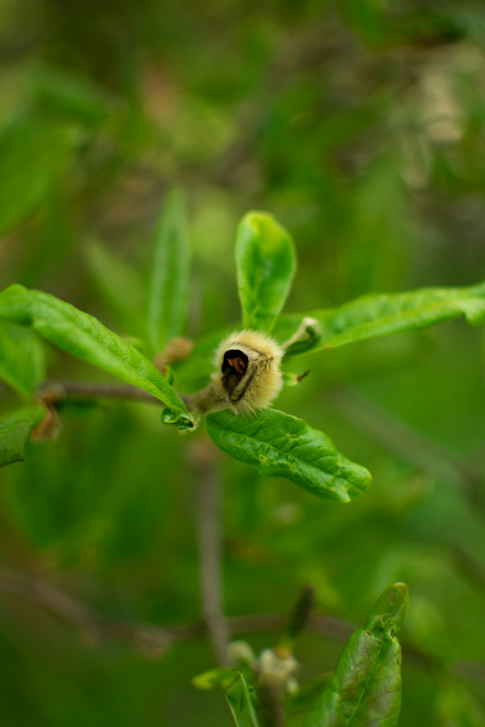 a close up of a leaf with a bug on it