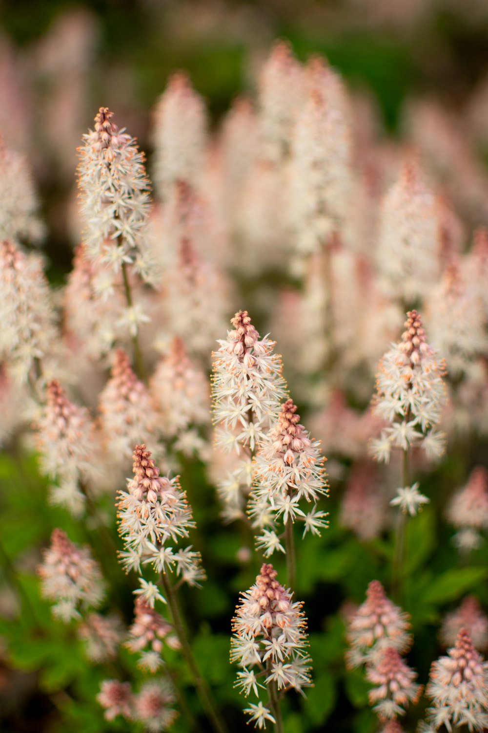 a close up of a bunch of white flowers