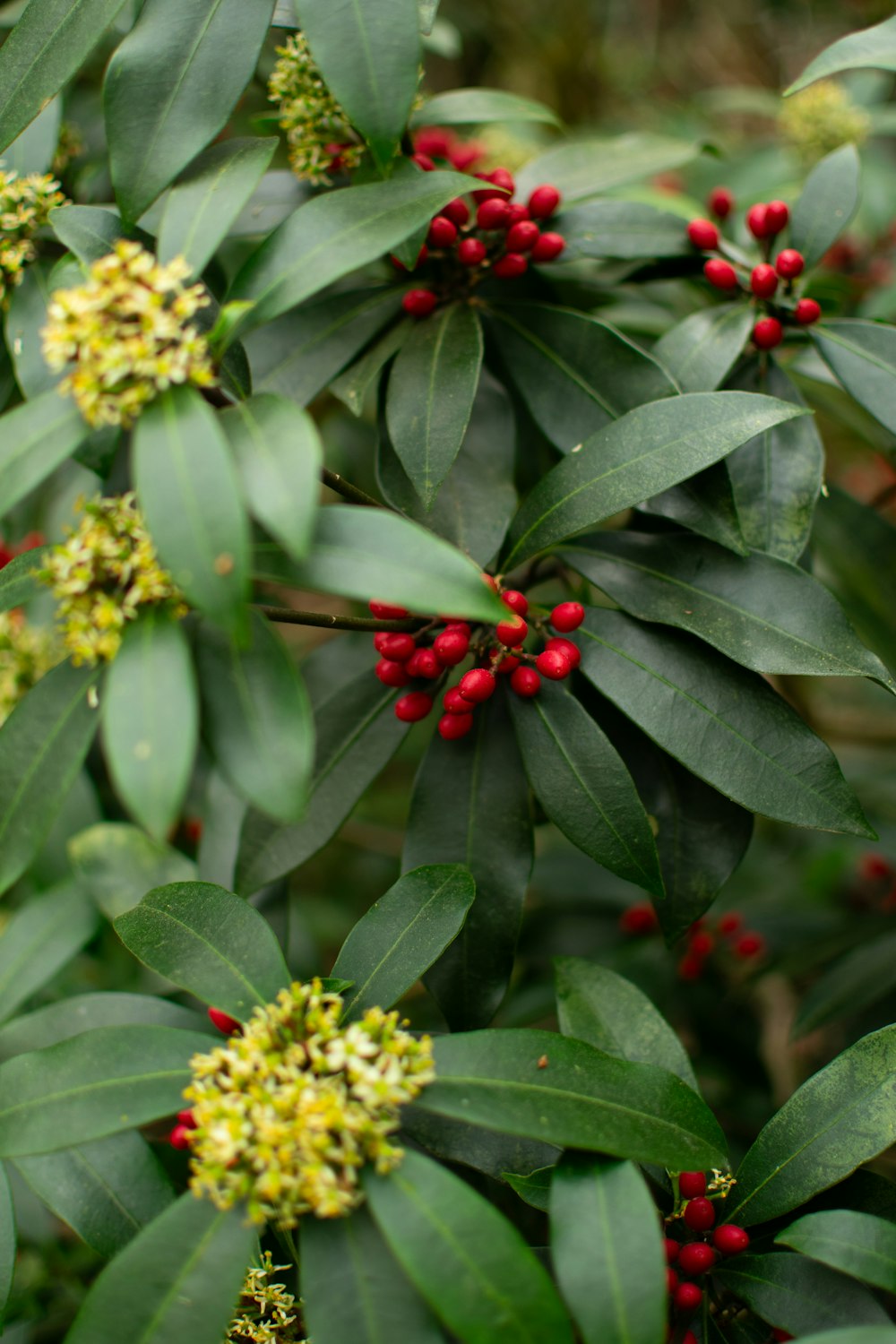 a bunch of green leaves with red berries on them