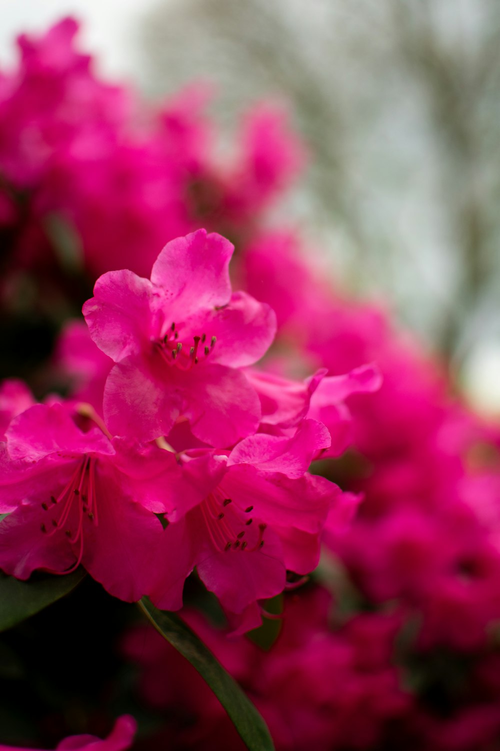 a bunch of pink flowers that are blooming