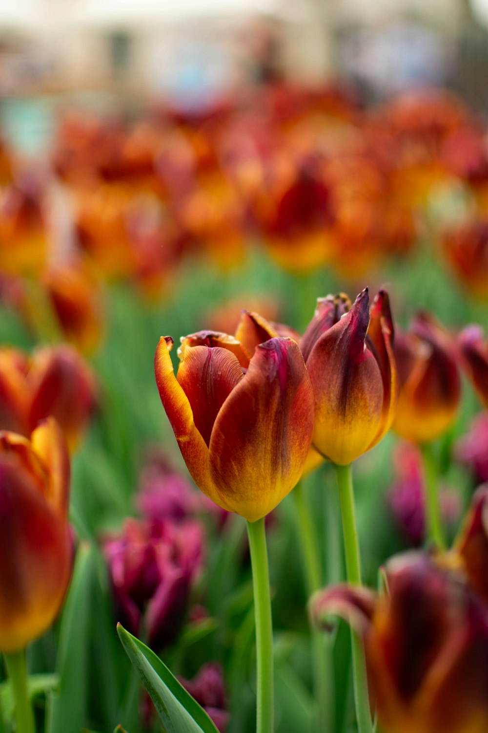 a field full of red and yellow tulips