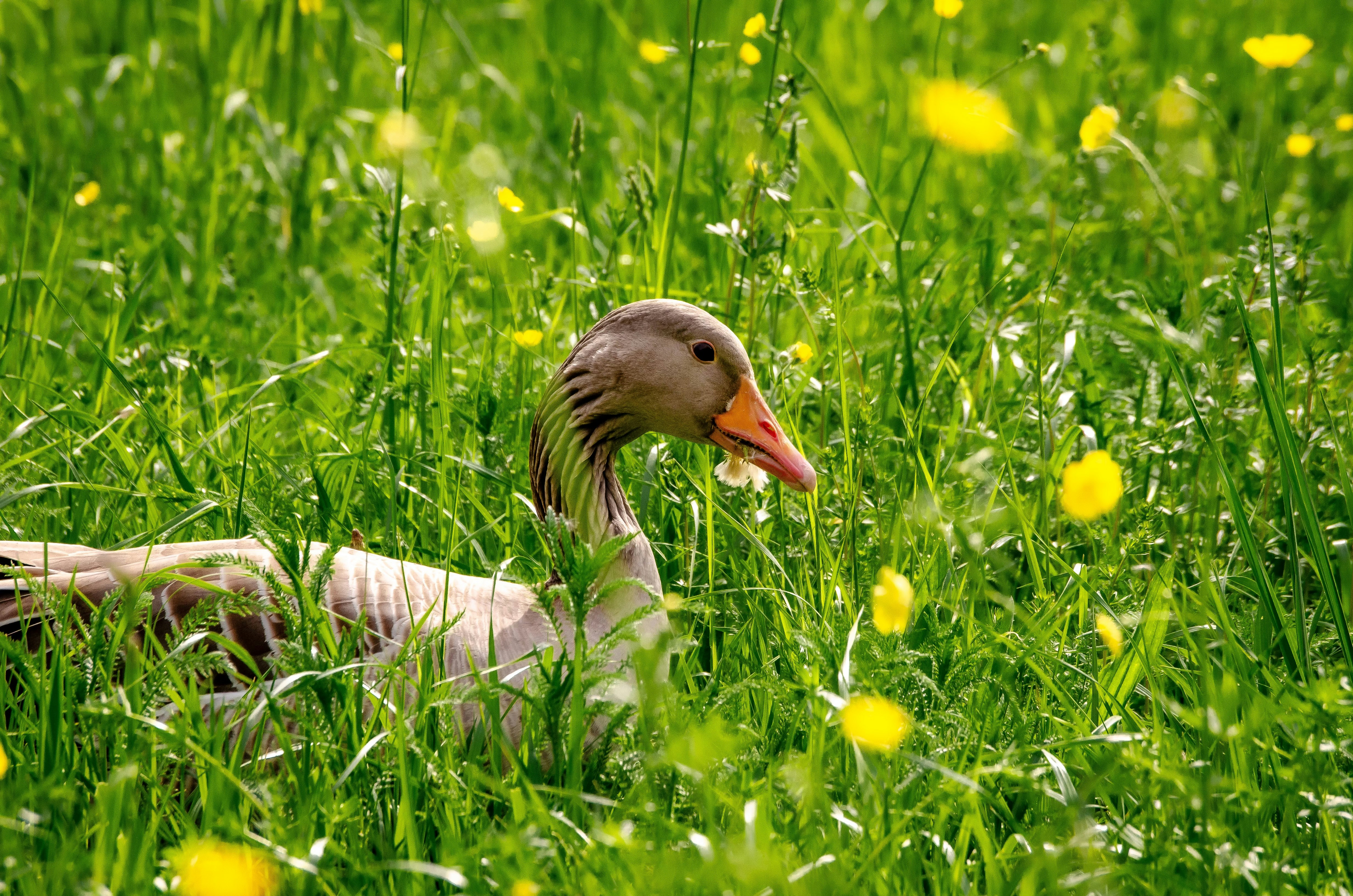A duck is laying in the tall grass photo – Free Animal Image on Unsplash