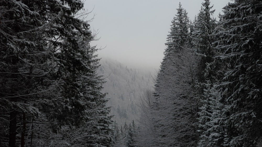 a snow covered forest filled with lots of trees