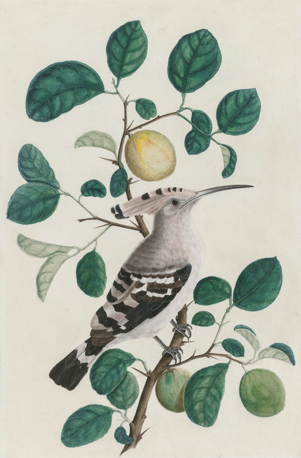 a drawing of a bird sitting on a tree branch