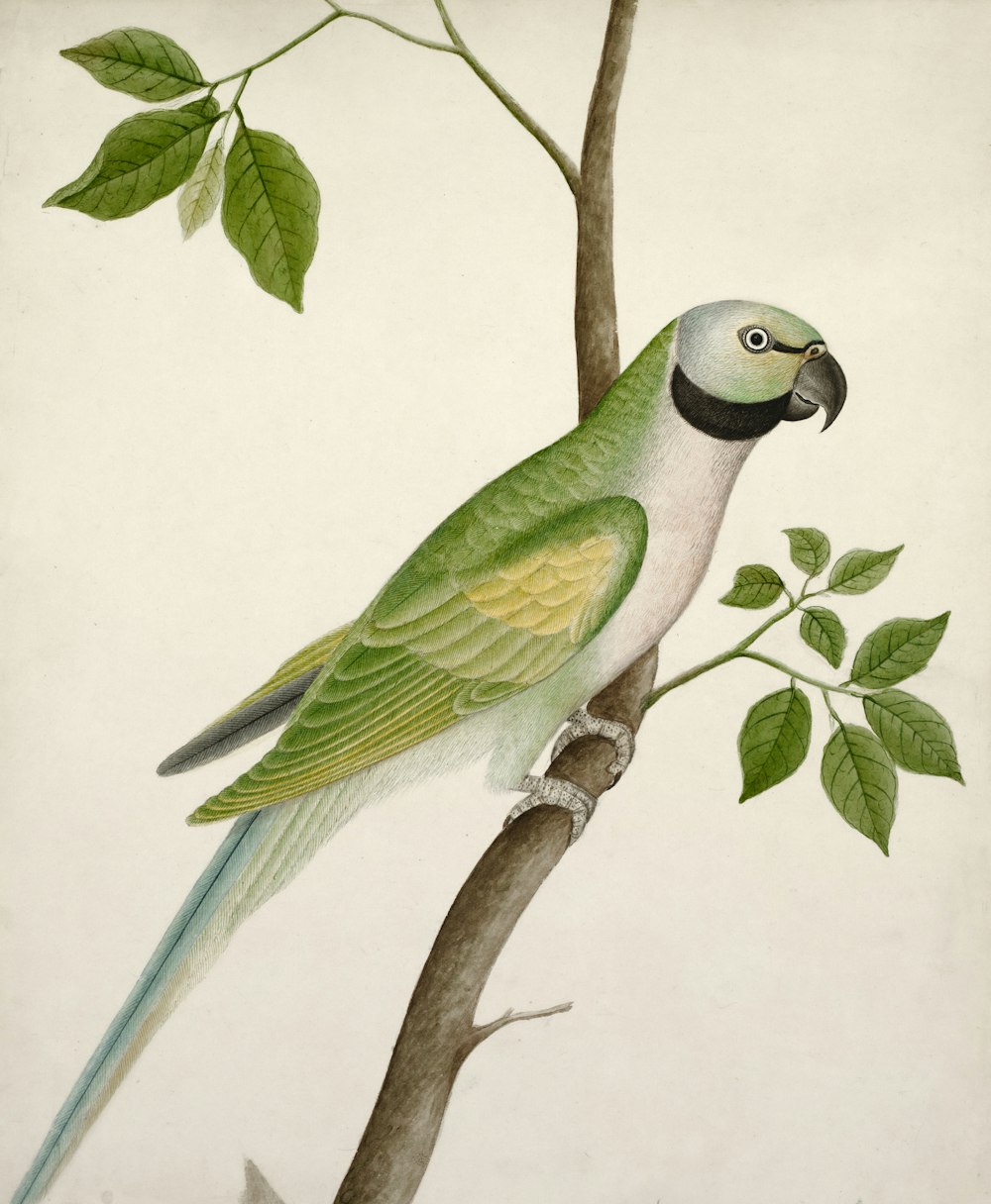 a green and white bird perched on a tree branch