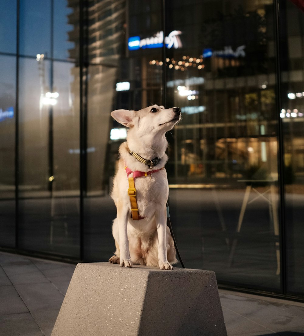 a white dog sitting on top of a cement block