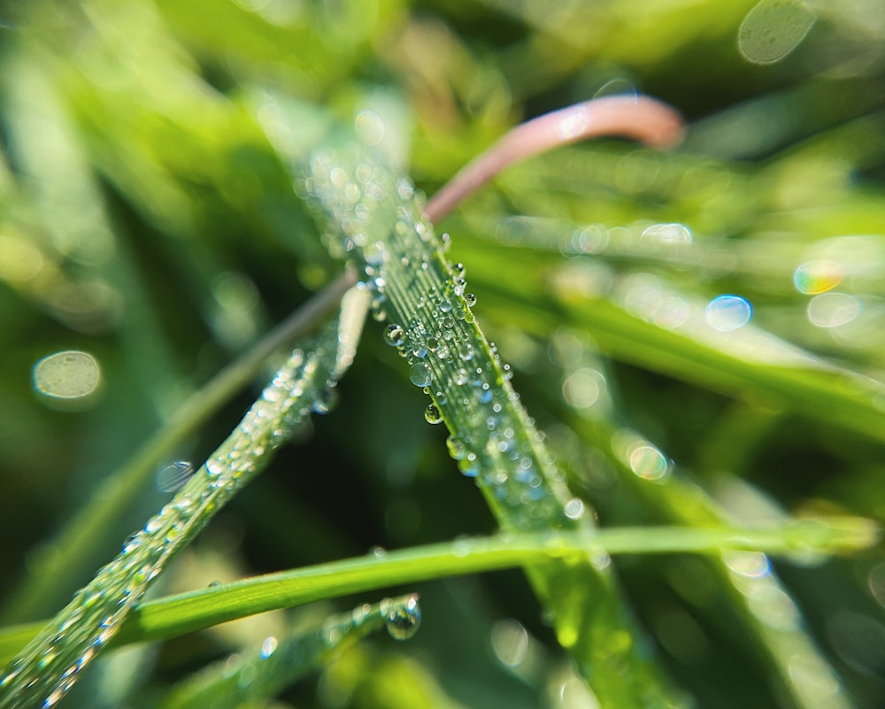 a close up of water droplets on a green plant