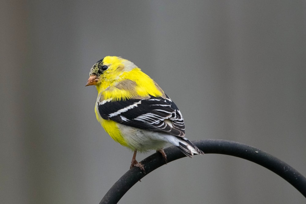 a yellow and black bird sitting on a black pole