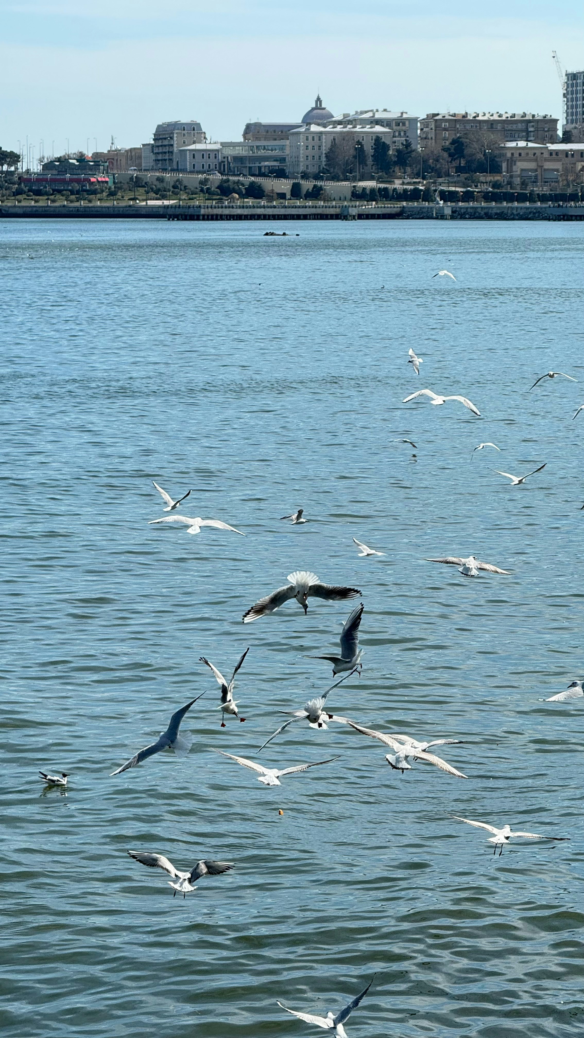 a flock of seagulls flying over a body of water