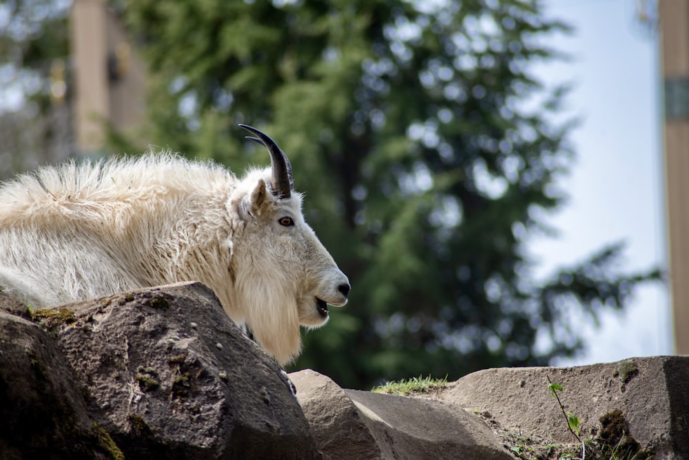 a goat laying on top of a large rock