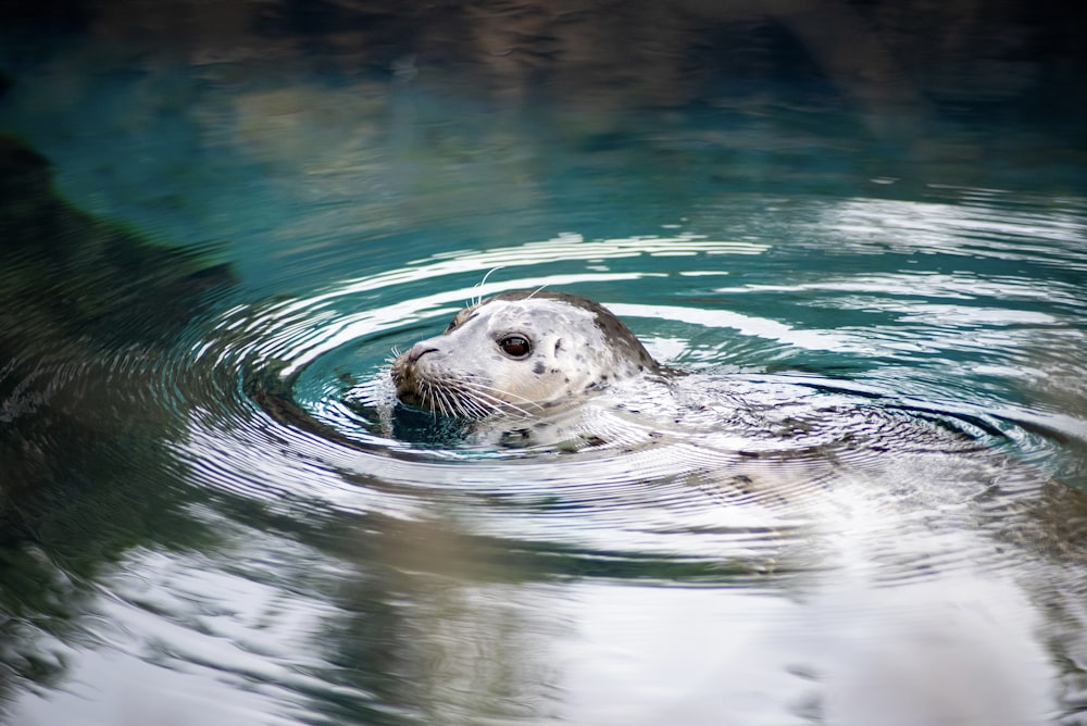 a close up of a seal in a body of water