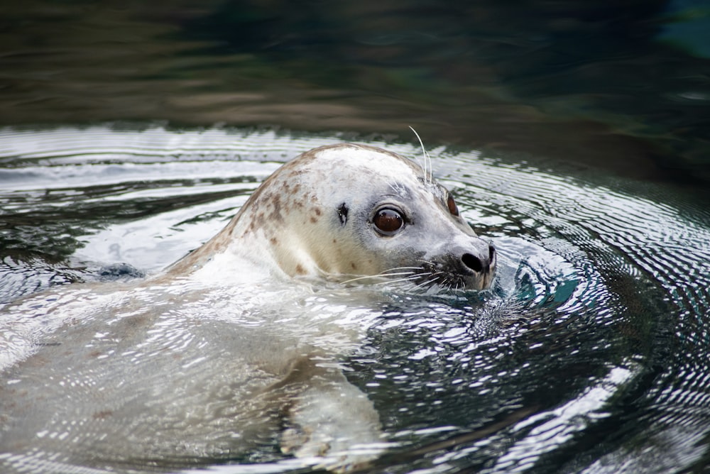 a seal is swimming in a body of water