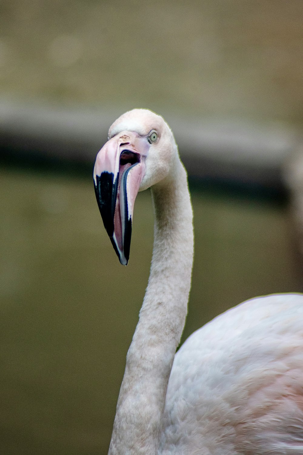 a close up of a flamingo with its mouth open