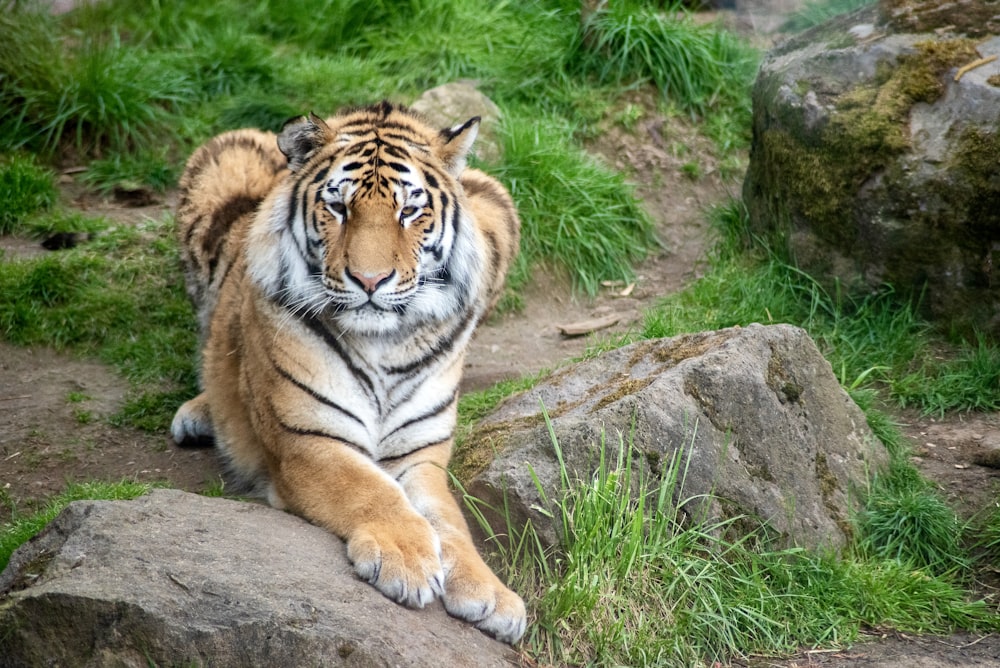 a tiger sitting on top of a large rock