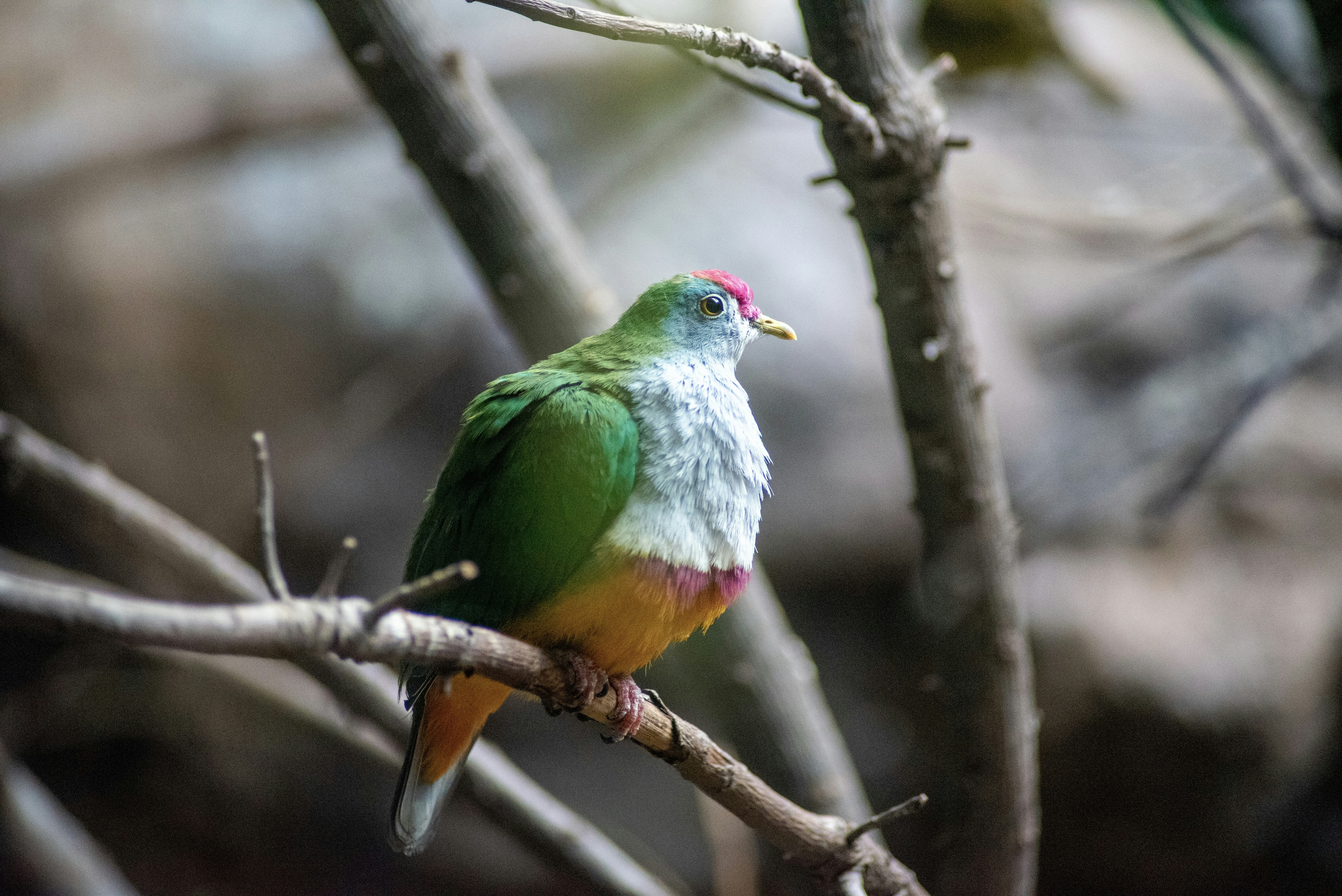 un uccello colorato appollaiato su un ramo d'albero