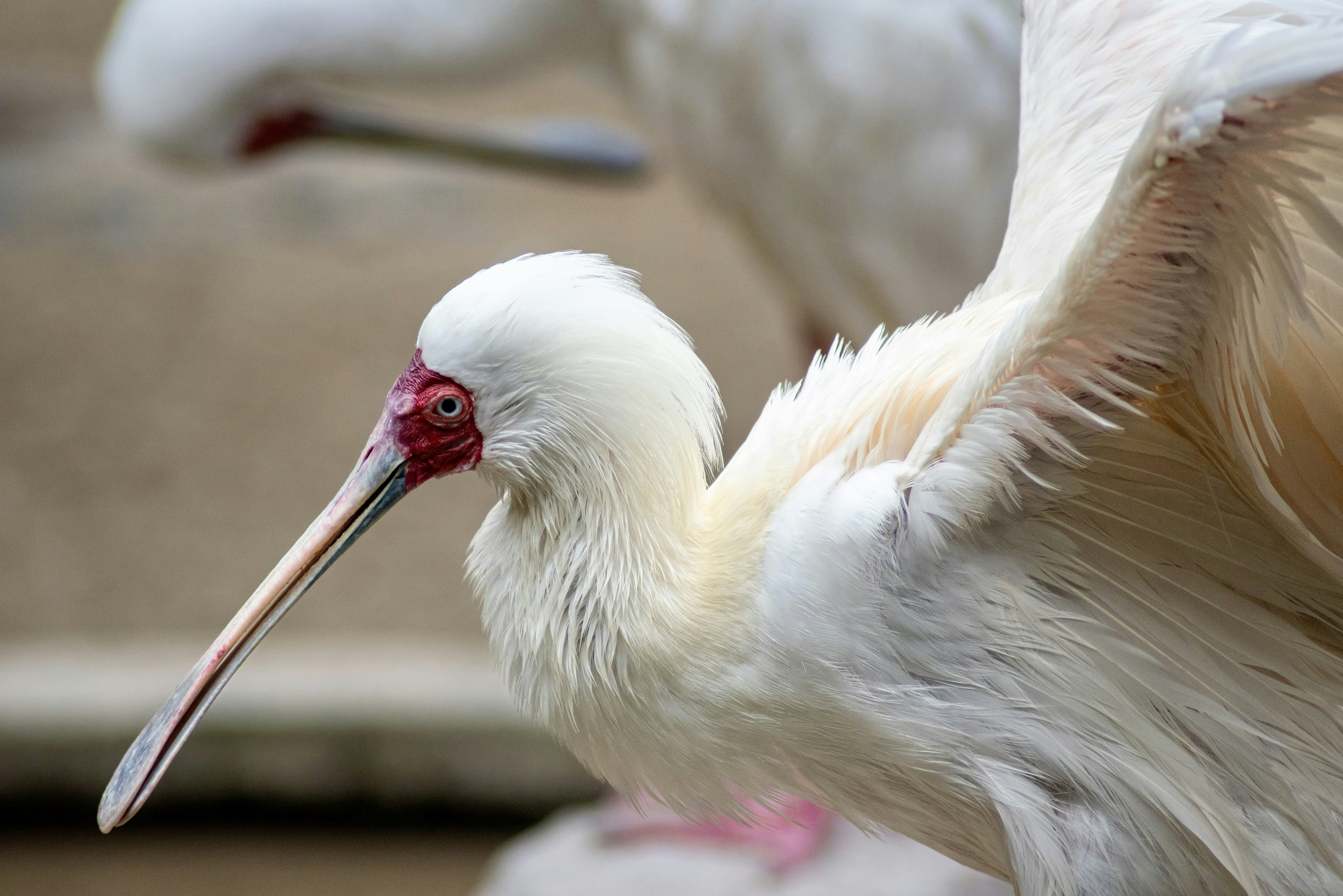 Wildlife Data Collection Surges 27.3% Amid Bird Flu Pandemic Risk