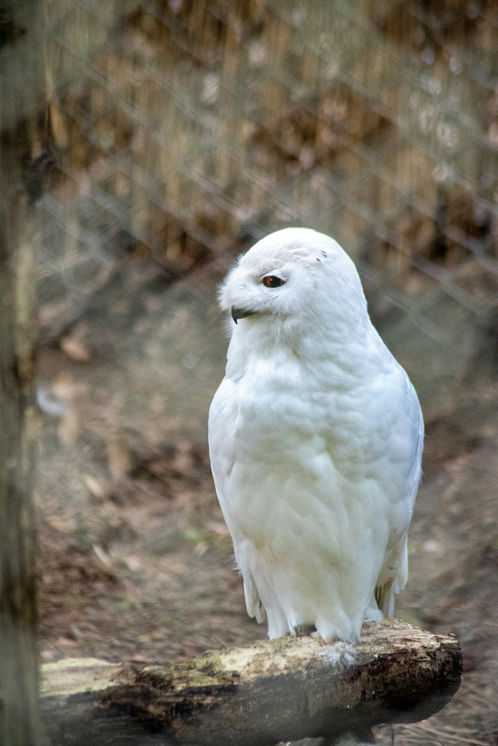 a white bird sitting on top of a log
