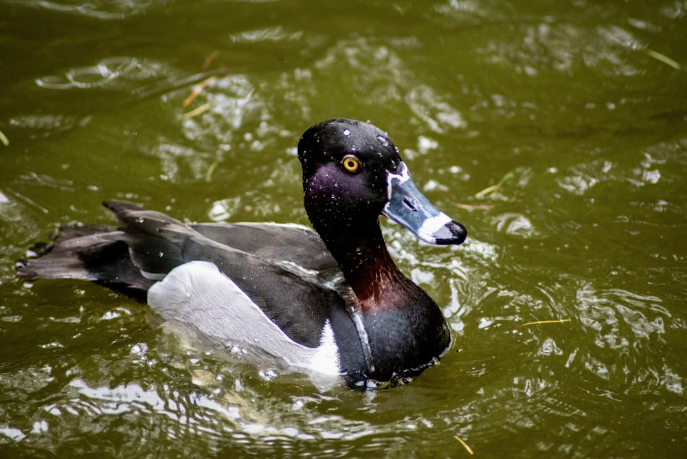 a black and white duck floating on top of a lake