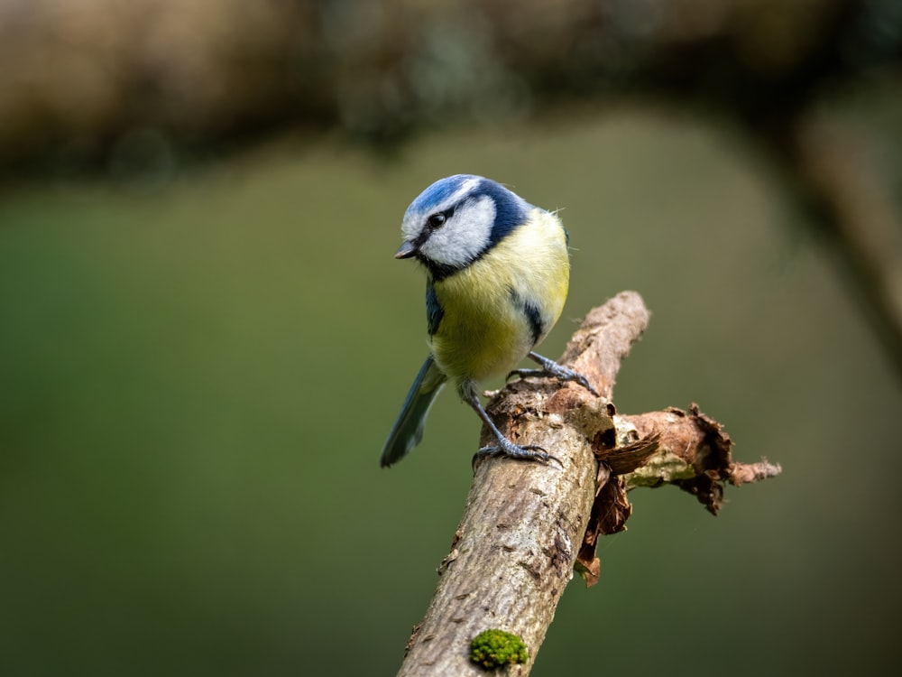 a small blue and yellow bird perched on a branch