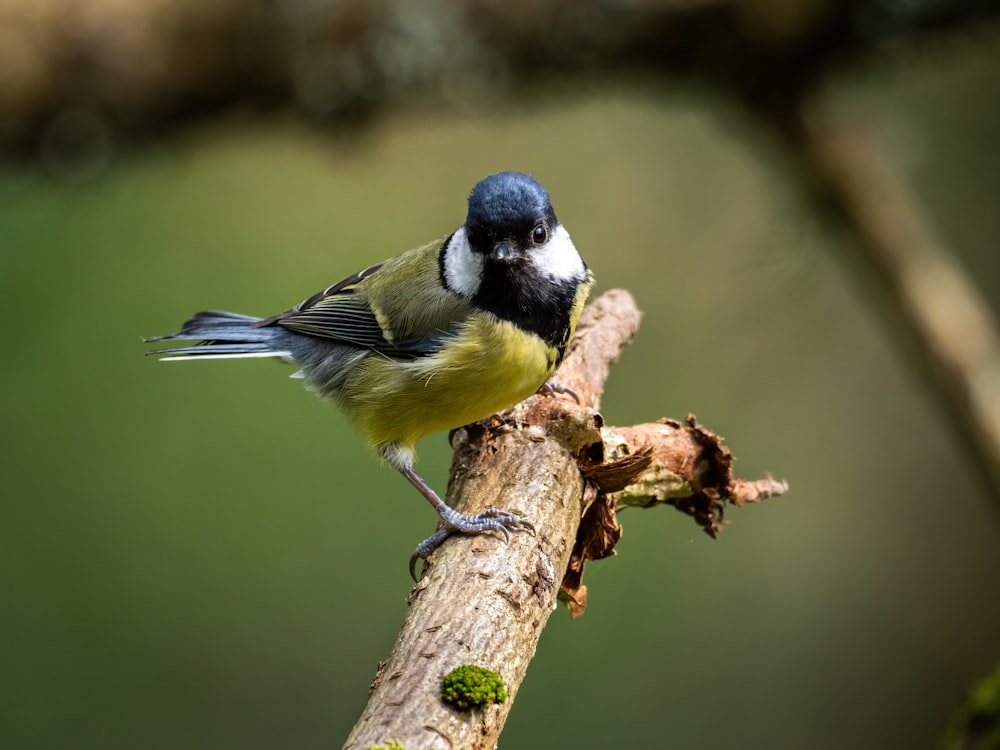 a small bird perched on a branch of a tree