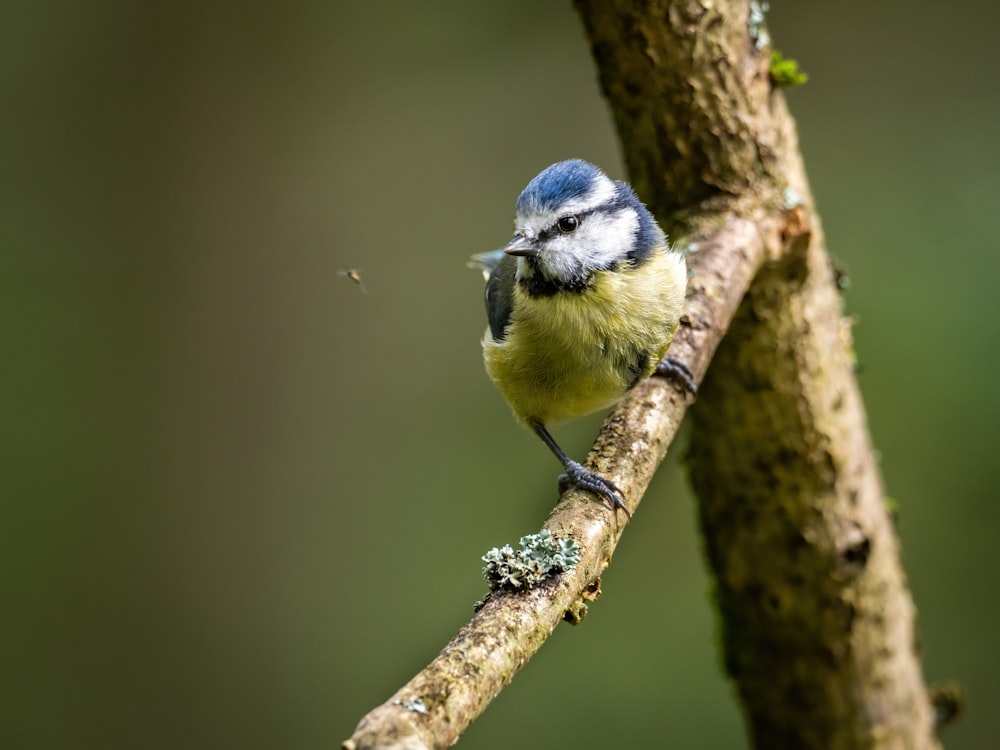 a small blue bird perched on a tree branch