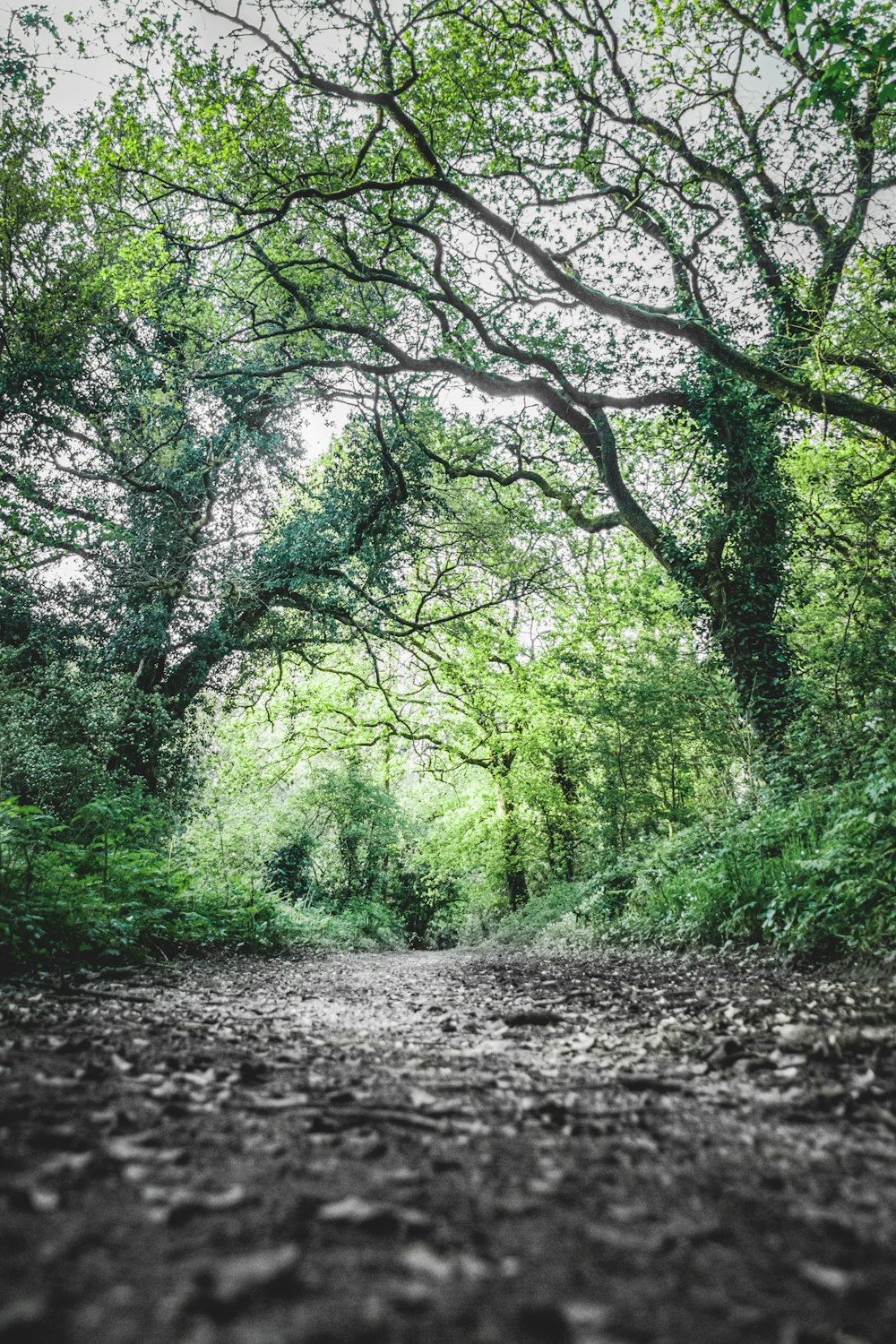 a dirt road surrounded by trees and leaves