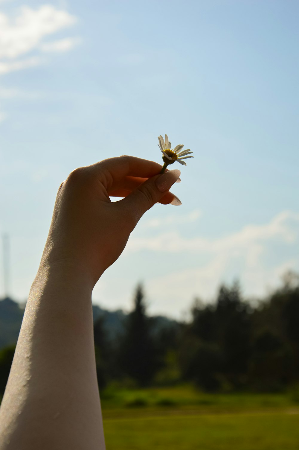 a person holding a small flower in their hand