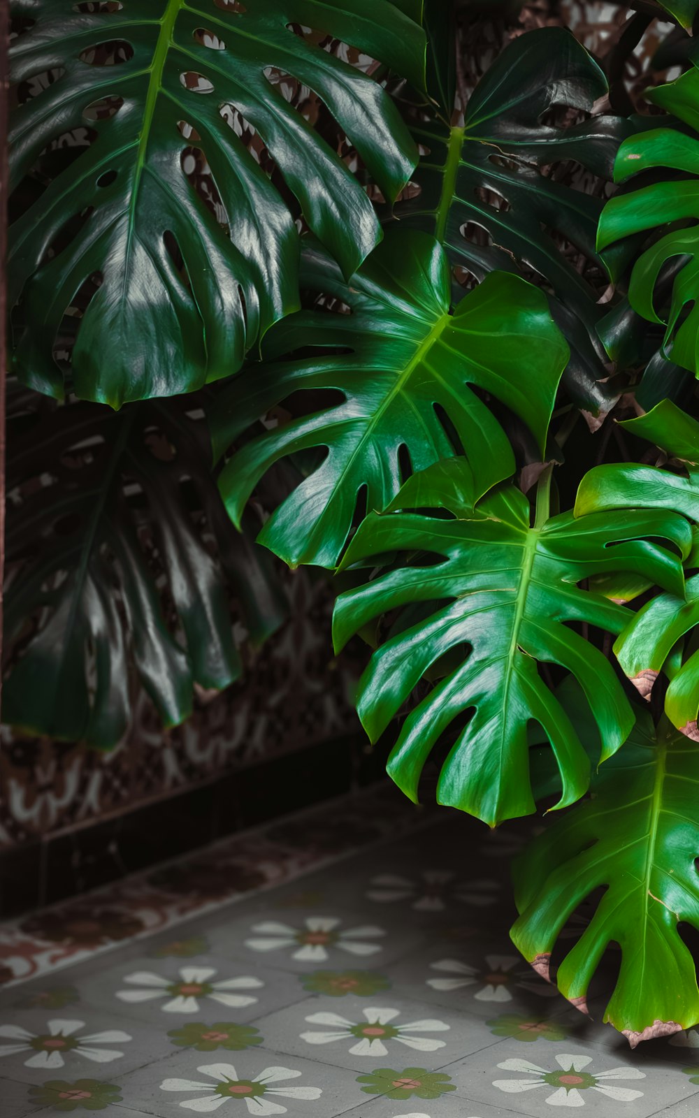 a large green plant sitting on top of a tiled floor