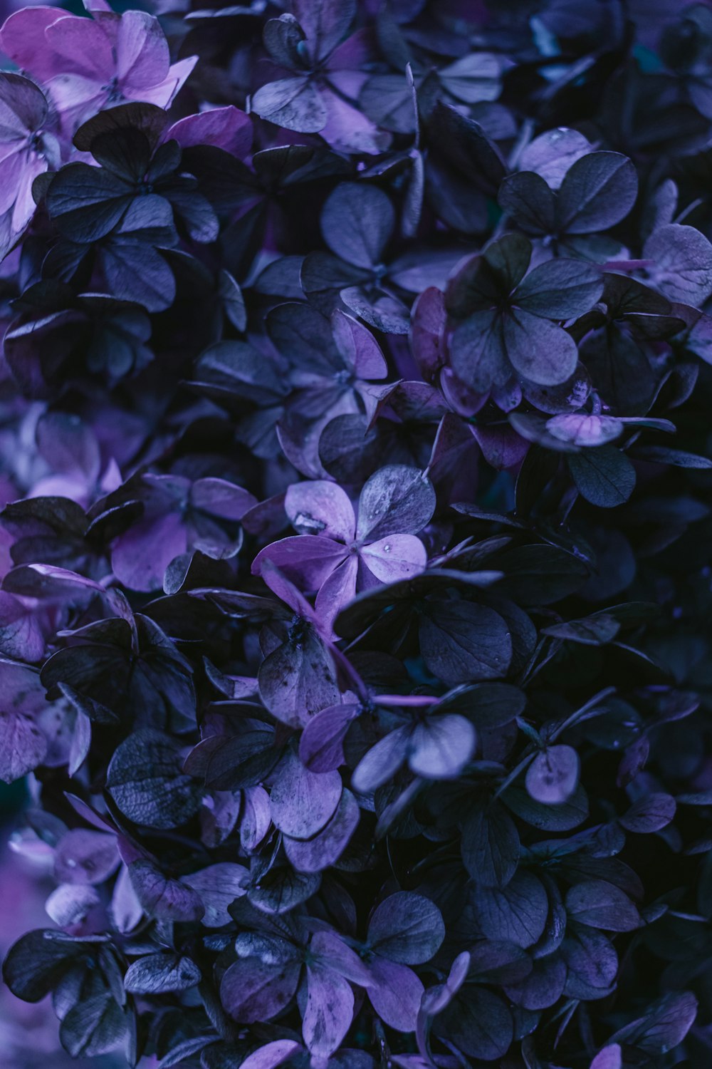 a close up of a bush of purple flowers