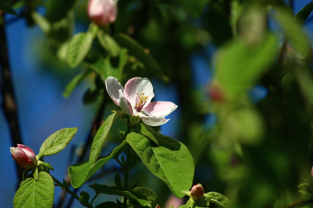 a flower that is growing on a tree