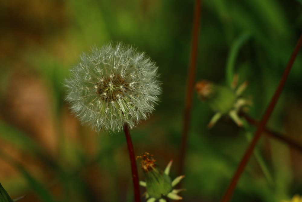 a close up of a dandelion with a blurry background