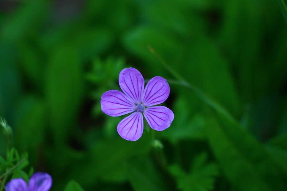 a small purple flower sitting on top of a lush green field