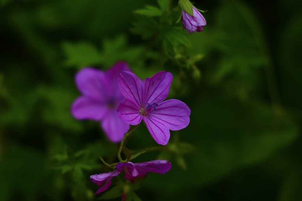 a group of purple flowers with green leaves