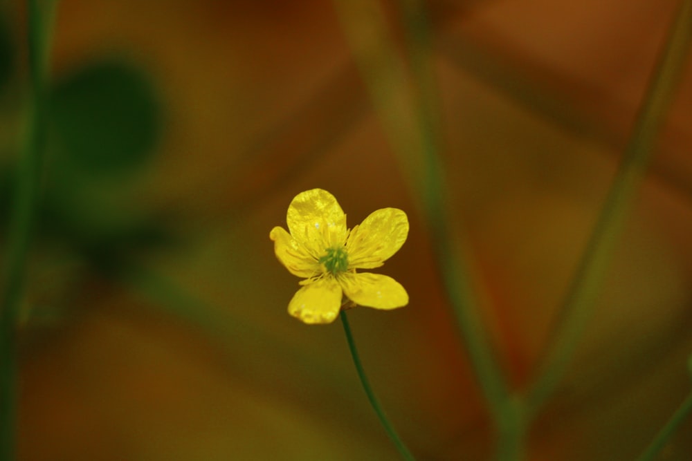 a small yellow flower sitting on top of a green plant