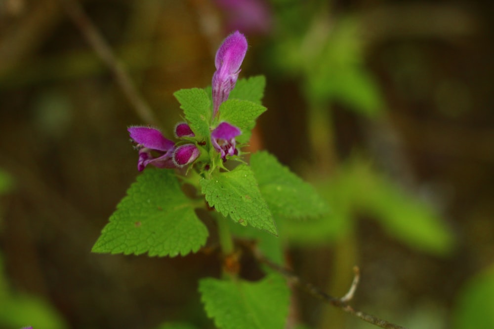 a close up of a purple flower on a green leaf