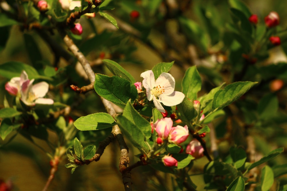 a close up of a flower on a tree