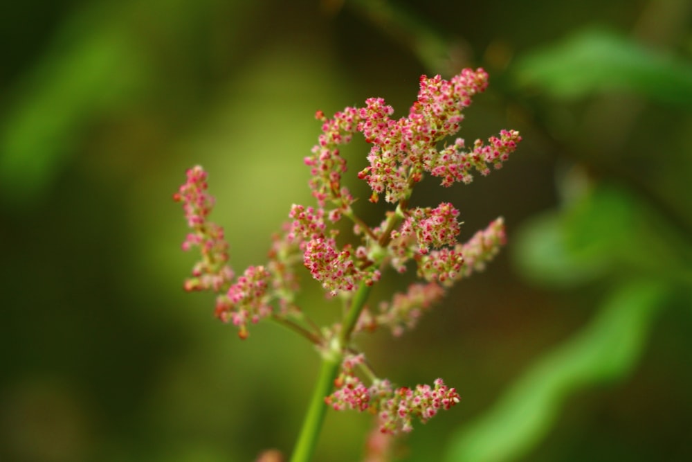 a close up of a flower with a blurry background