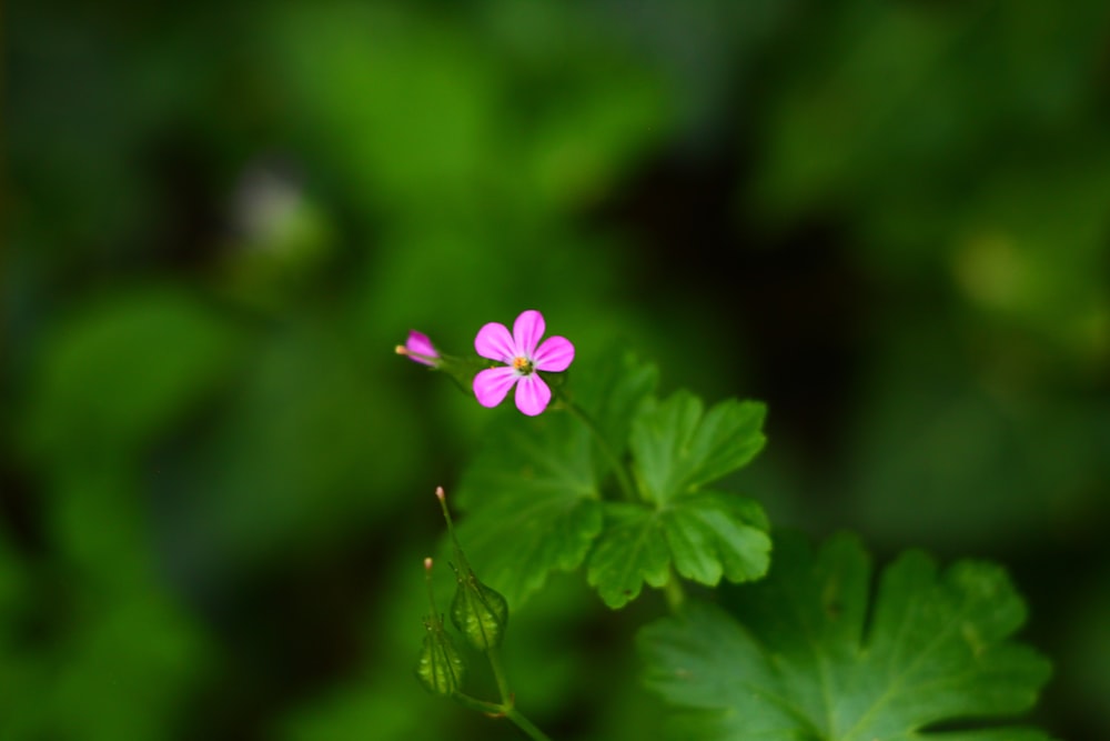 a small pink flower sitting on top of a green leaf