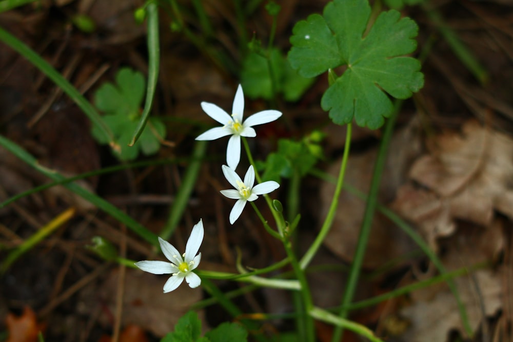 a couple of white flowers sitting on top of a lush green field