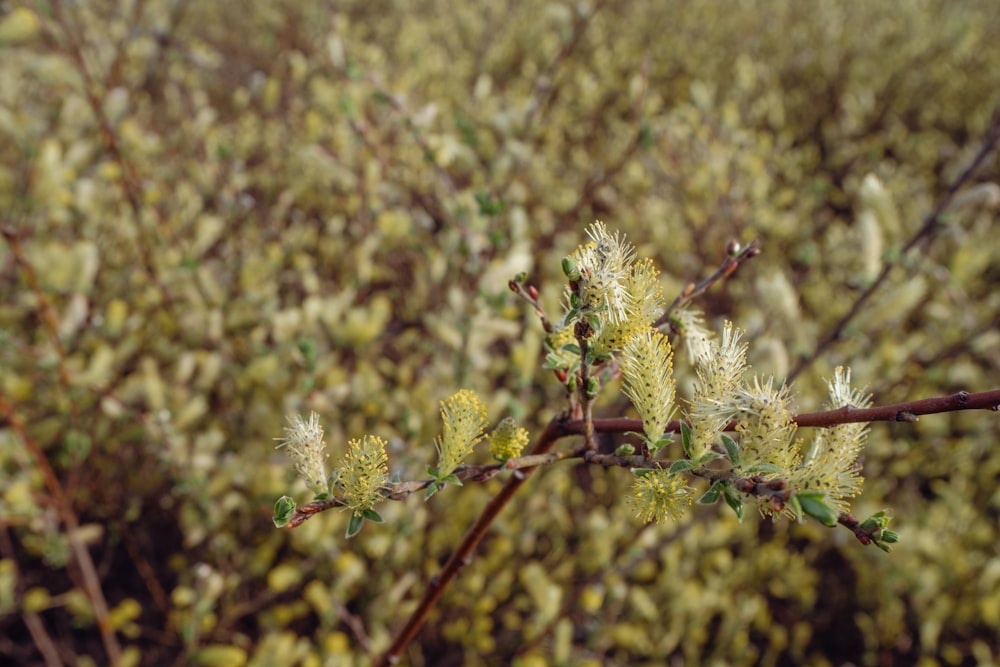 a close up of a tree branch with flowers