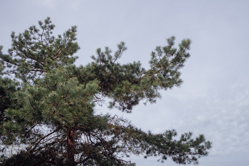 a large pine tree with no leaves on it