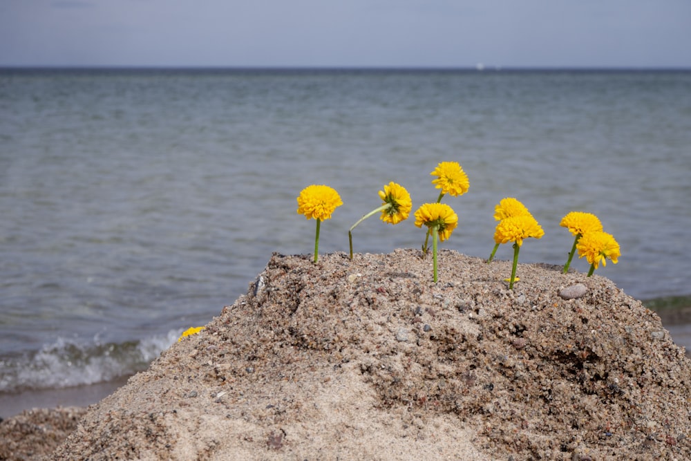 a group of yellow flowers sitting on top of a sandy beach