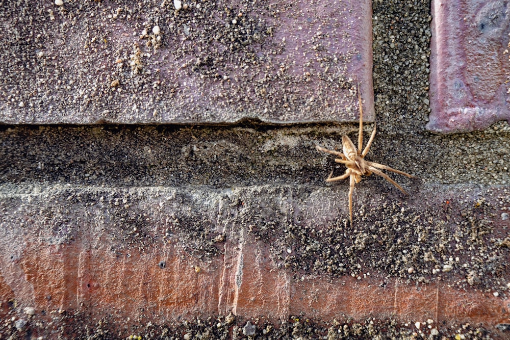 a spider crawling on the side of a building
