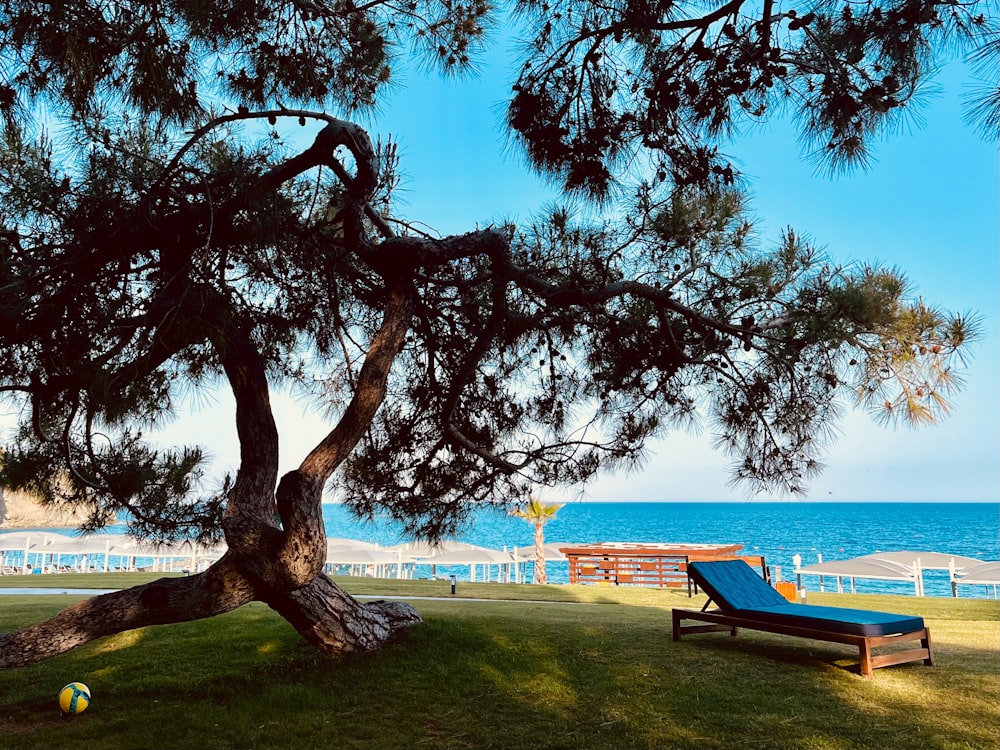 a chair under a tree next to a beach