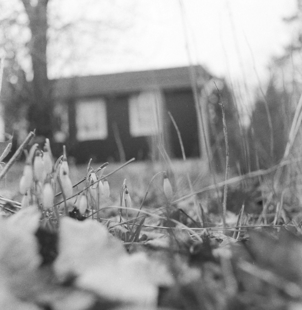 a black and white photo of leaves and grass