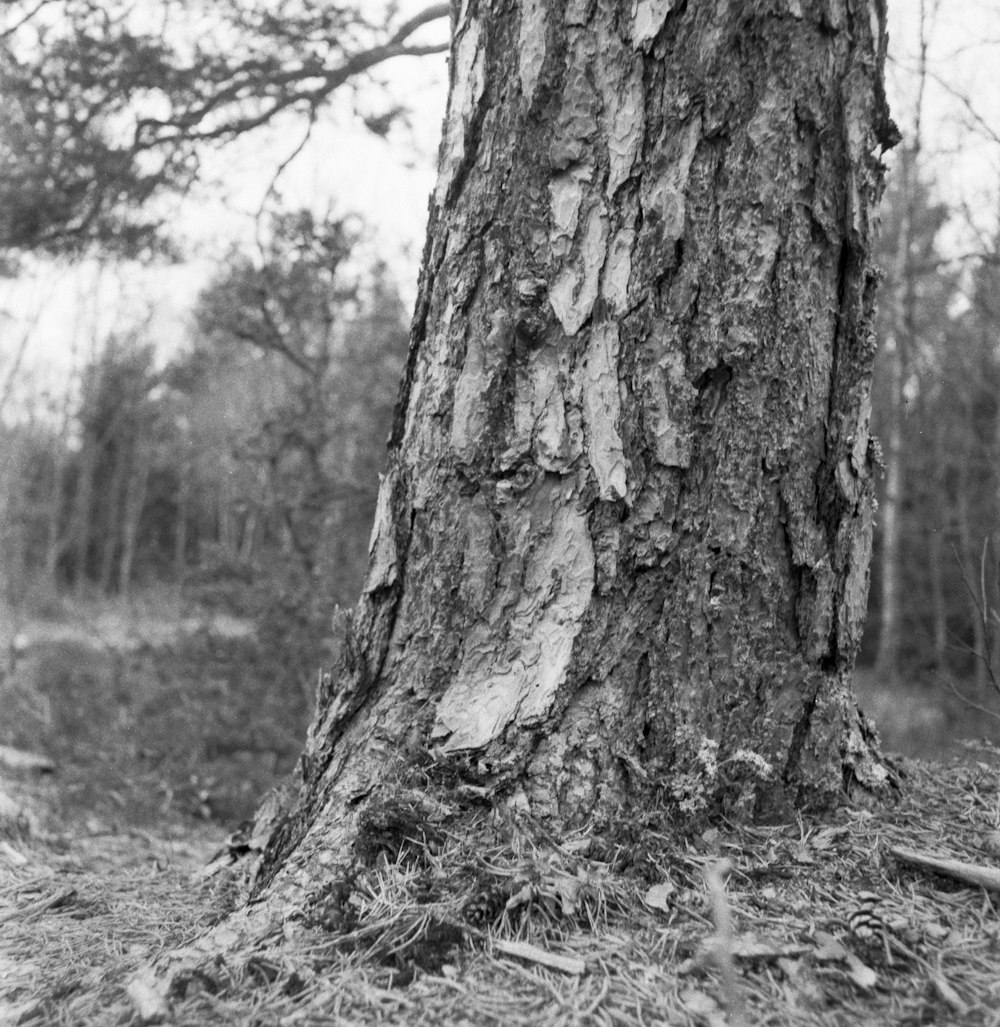 a black and white photo of a tree in the woods